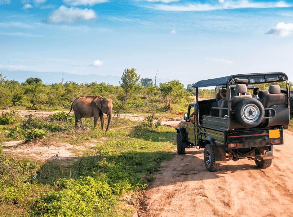 21 Days Tour (Sigiriya, Kandy, Ella, Yala & Mirissa)